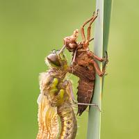 Newly emerged Four-Spotted Chaser 1 